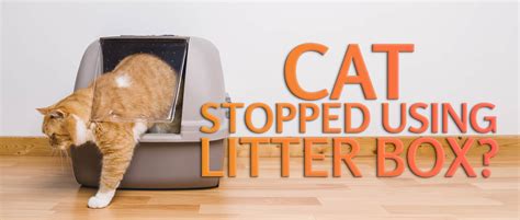 cats won't use litter box